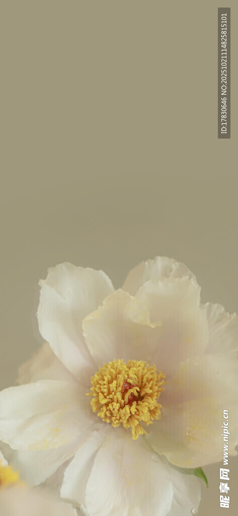素雅白花朵特写