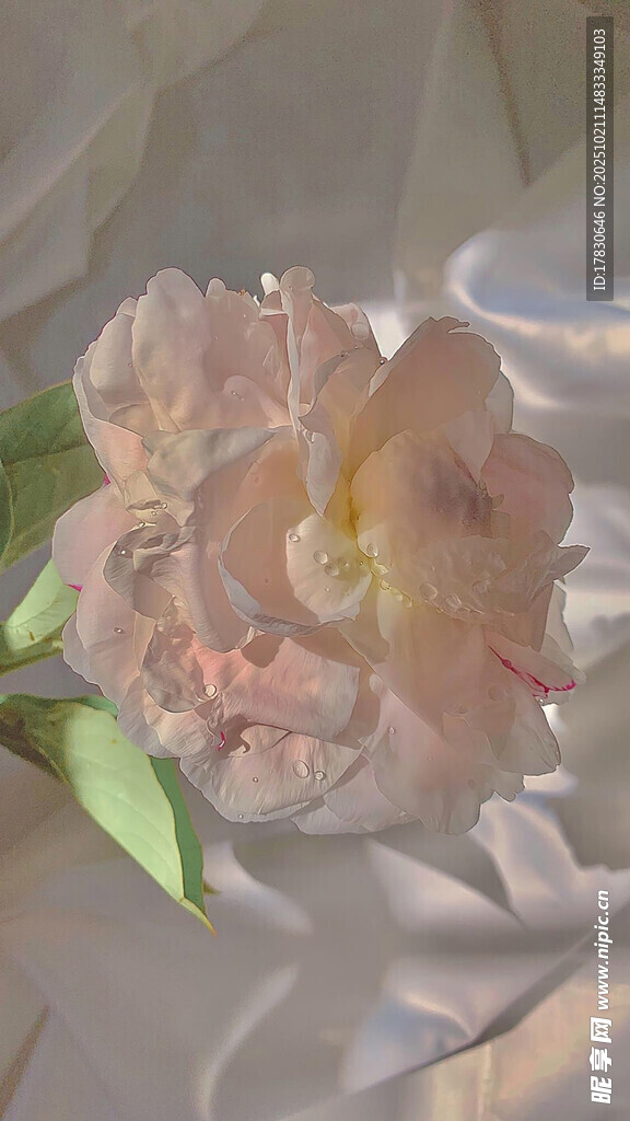 柔美粉色花朵特写