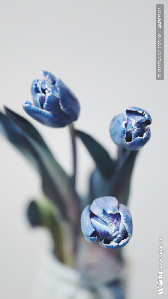 蓝色郁金香花瓶插花