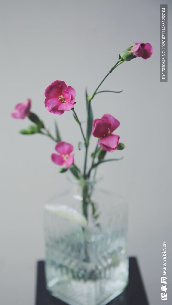 透明花瓶中的粉色小花