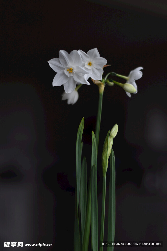 优雅绽放的白色水仙花