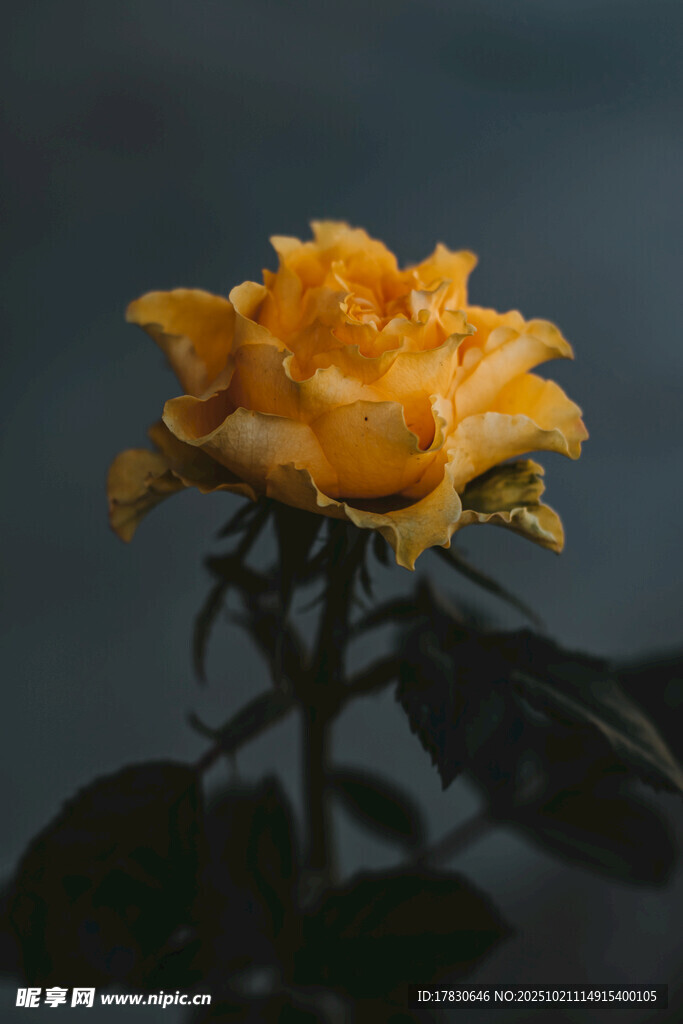 金黄绽放的娇艳月季花