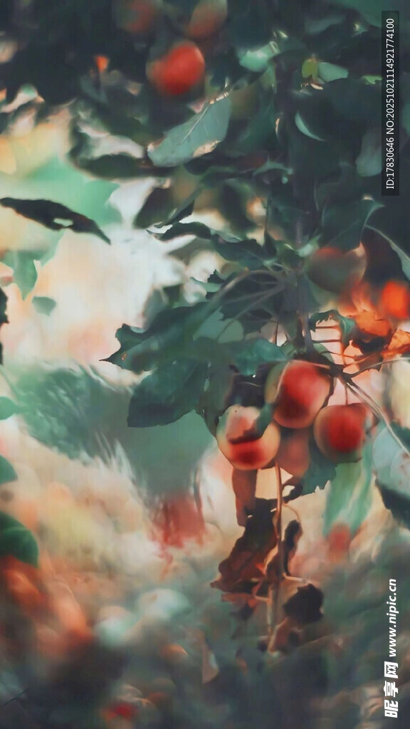 森林中的奇幻蘑菇景象