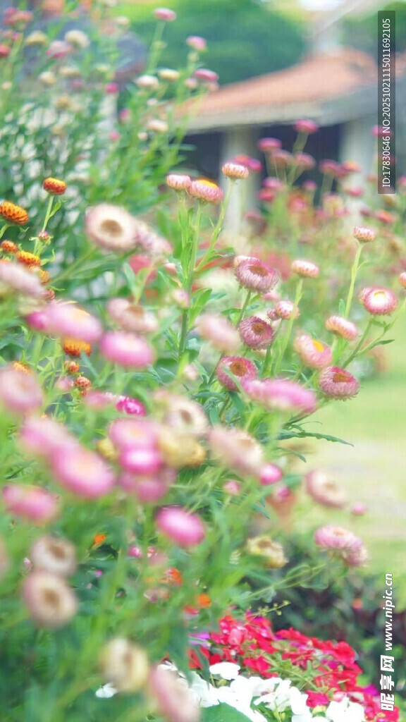 缤纷花丛中的美丽景致