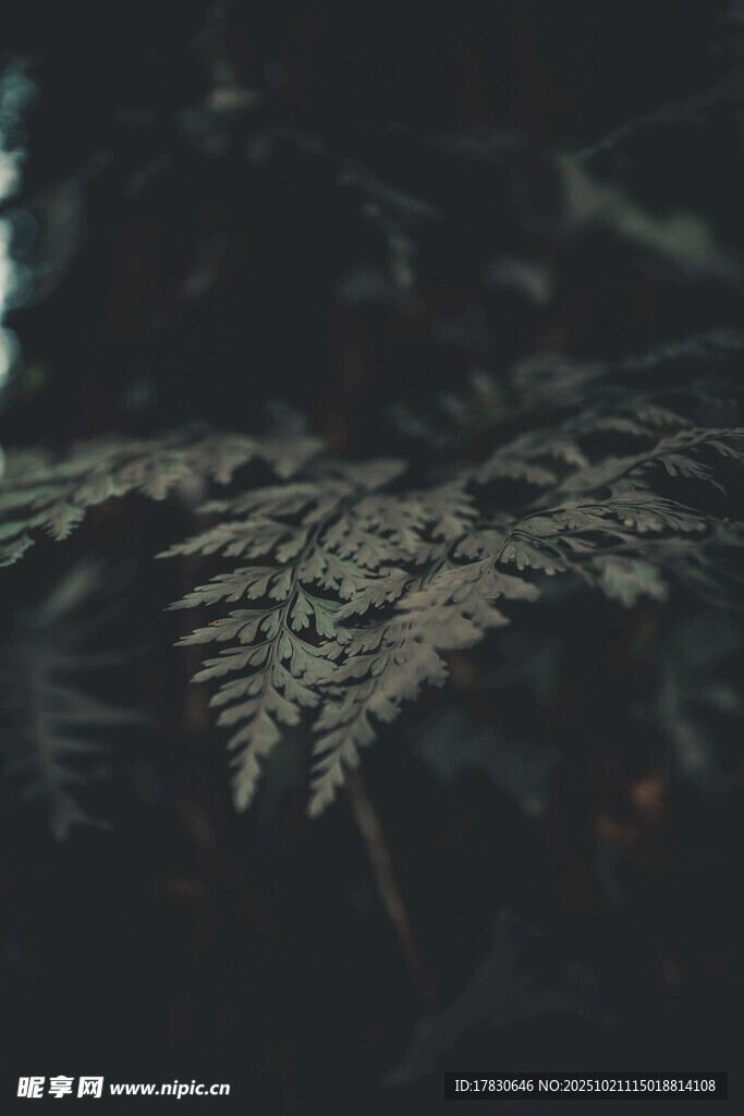 蕨类植物叶片特写