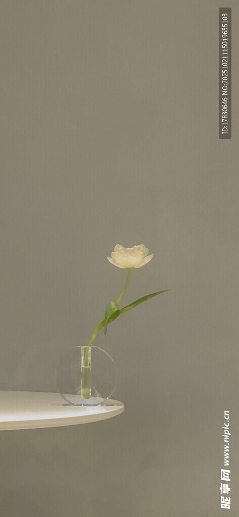 单枝白花插于透明容器中