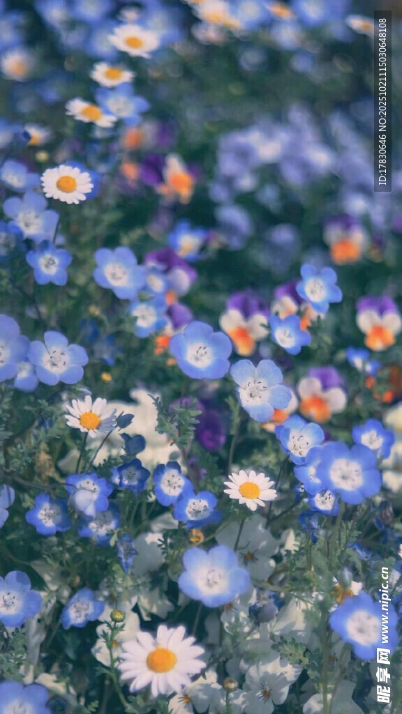 蓝白小花绽放的美丽景致