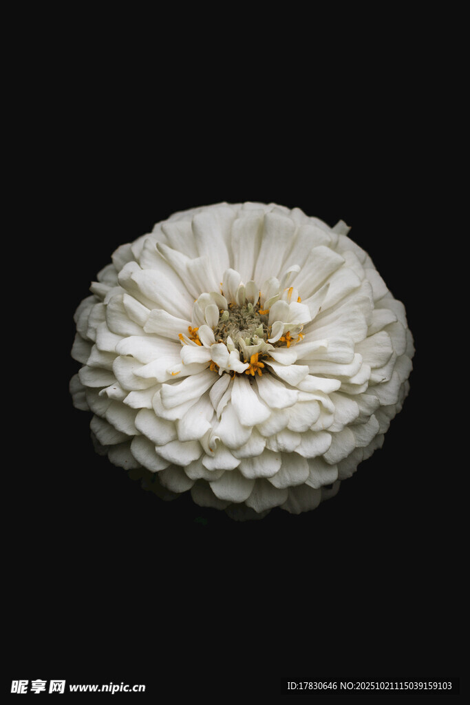 白色菊花特写