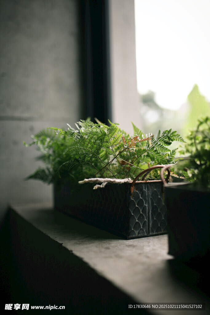 窗边绿植盆栽清新小景