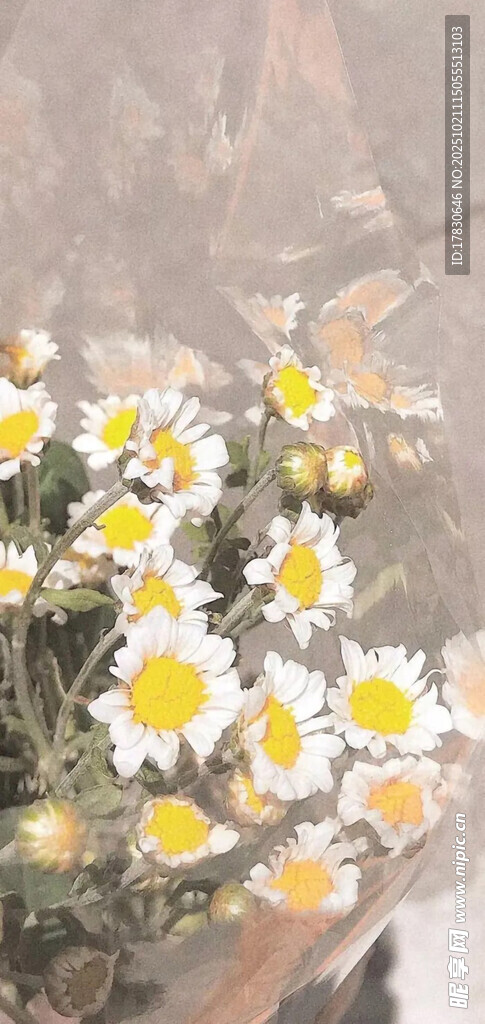 清新小雏菊花卉特写