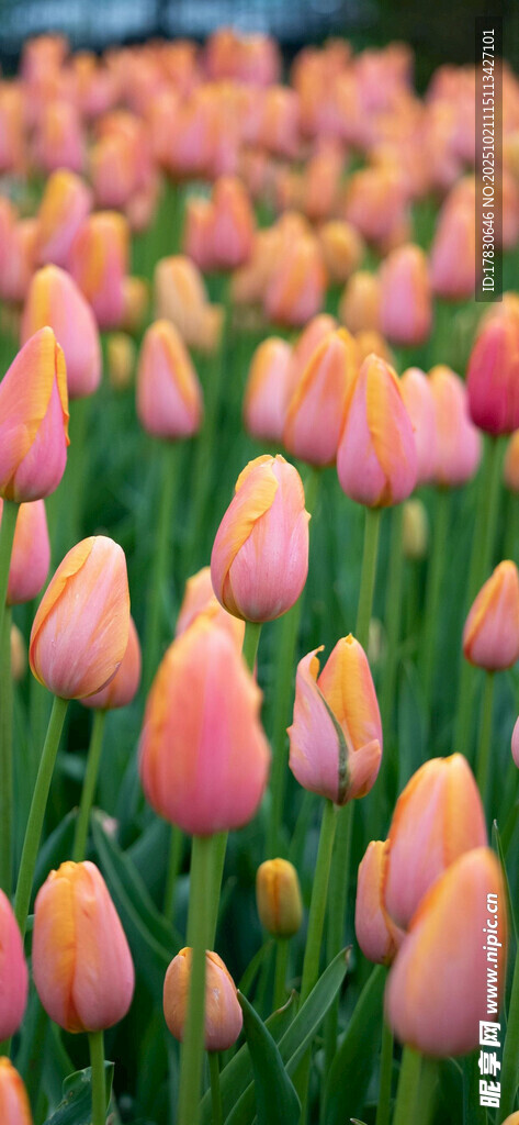 缤纷郁金香花海