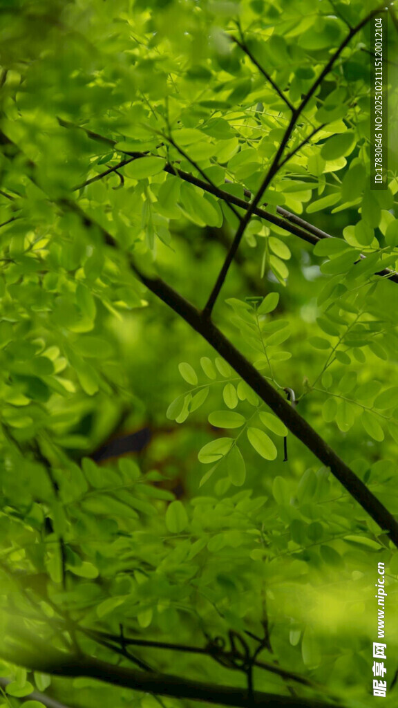 嫩绿枝叶特写
