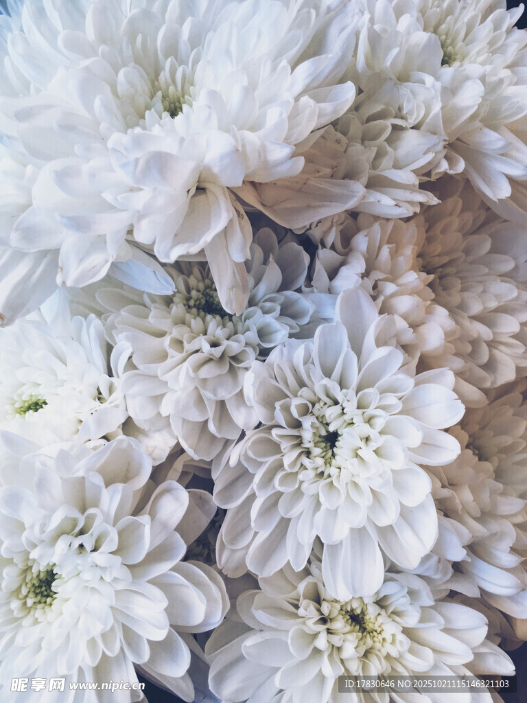 白色菊花特写