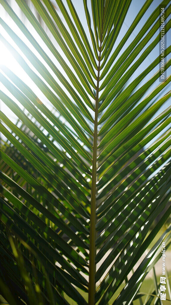阳光下的翠绿棕榈叶