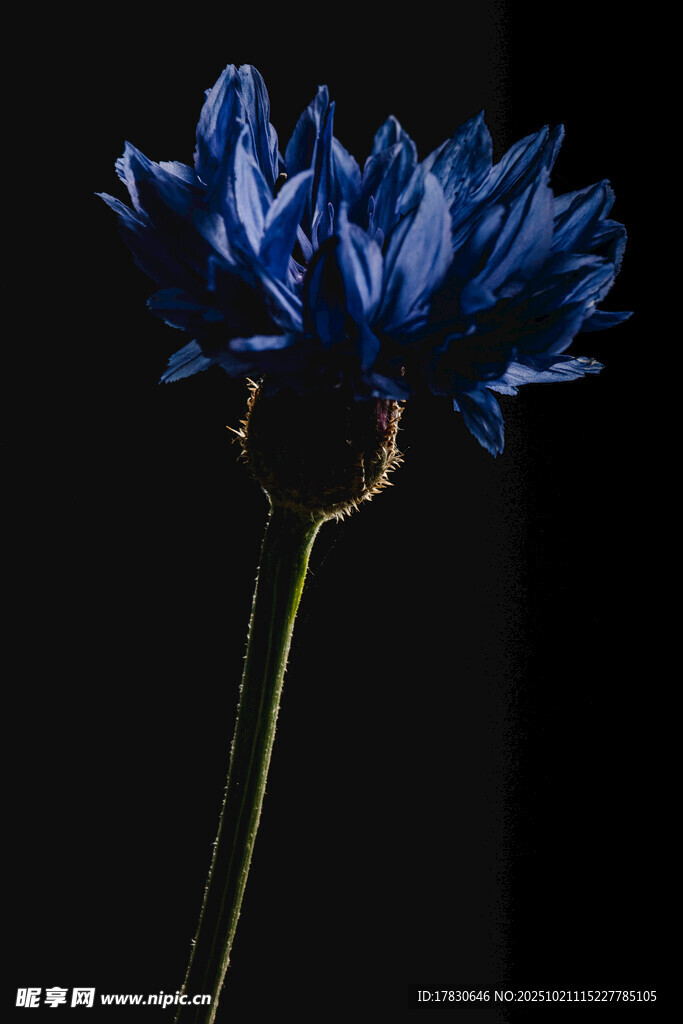 蓝色花朵特写