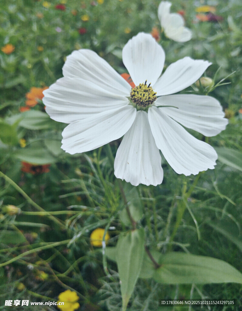 白色波斯菊绽放于绿野