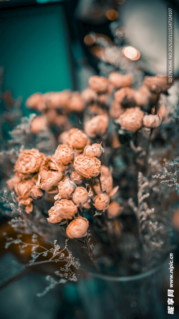 橙色菌类特写