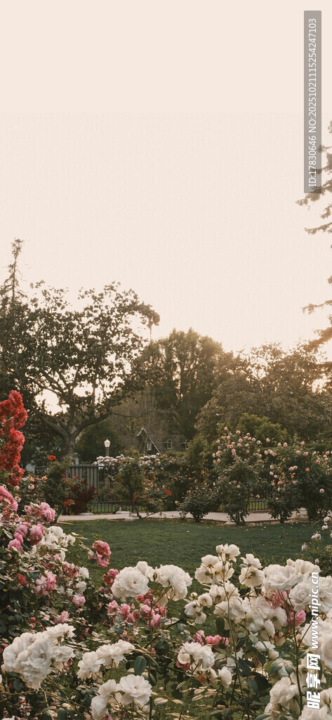 夕阳下的绚烂花丛