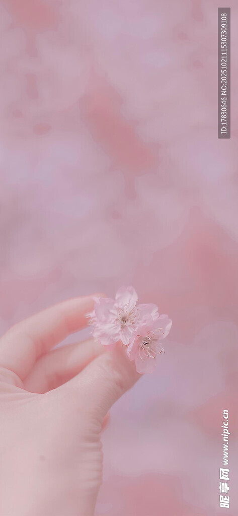 手捧粉嫩樱花