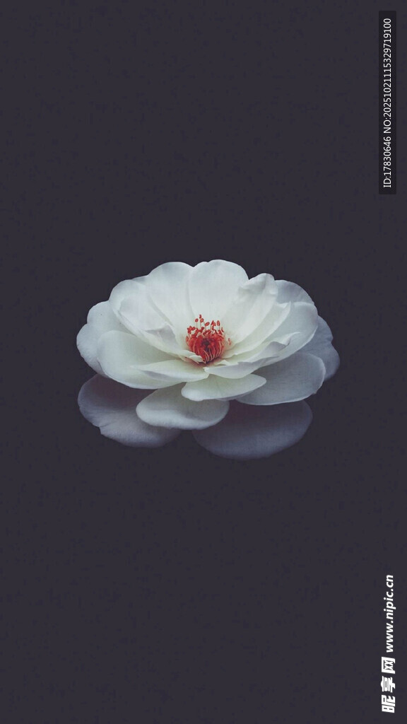 白色花朵特写