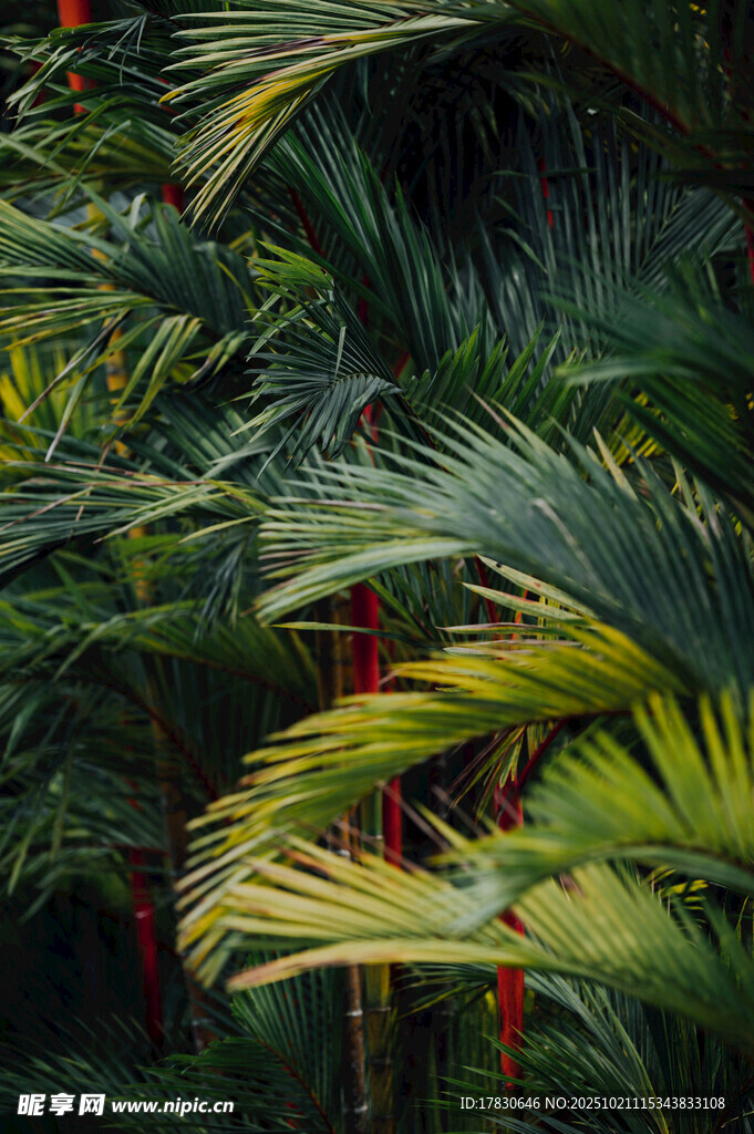热带风情棕榈植物景观