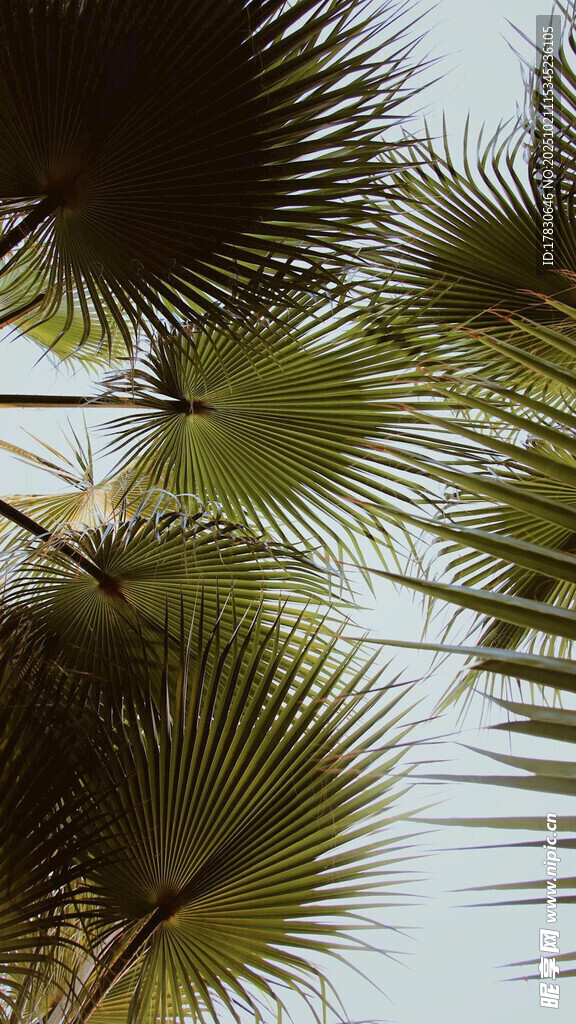 棕榈树叶特写