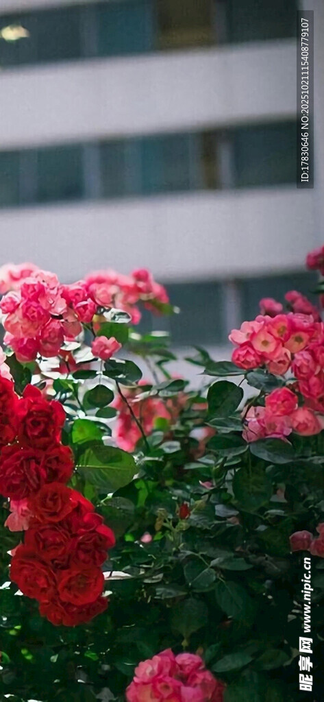 娇艳绽放的红色月季花