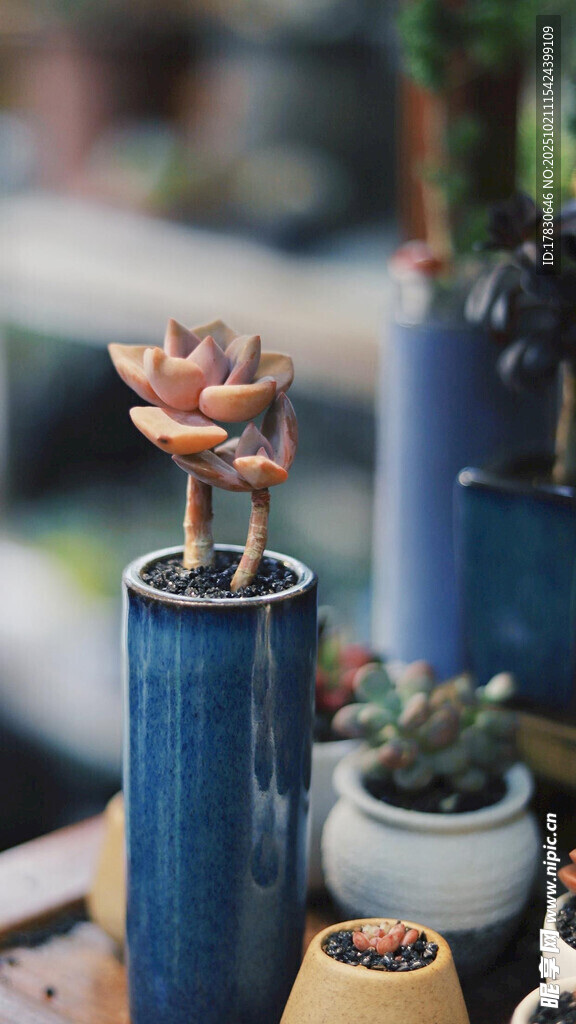 精致多肉植物花瓶组合