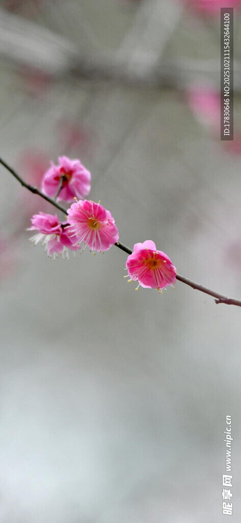 枝头绽放的粉嫩梅花