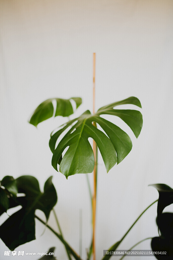 龟背竹绿植特写