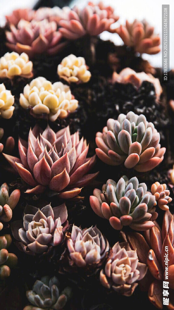 多彩多肉植物特写