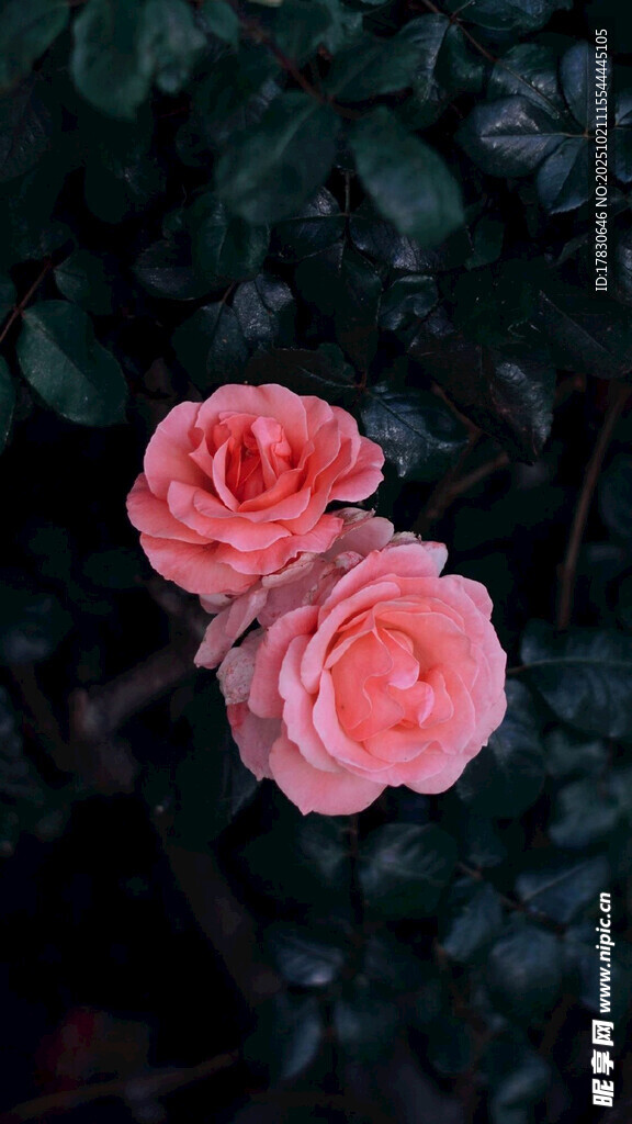 两朵柔美粉色玫瑰花