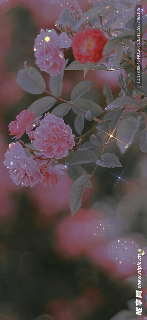 粉色花朵特写