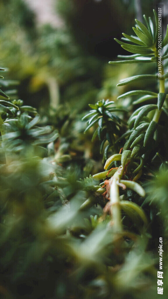 翠绿植物特写