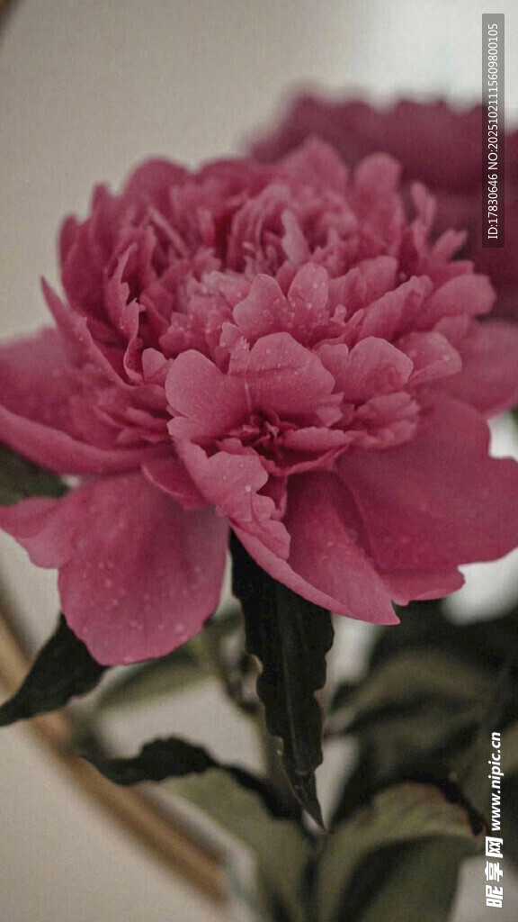 娇艳粉色牡丹花特写