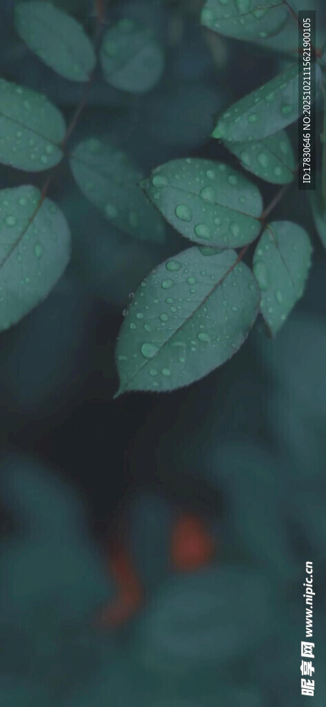 绿叶下的神秘景象