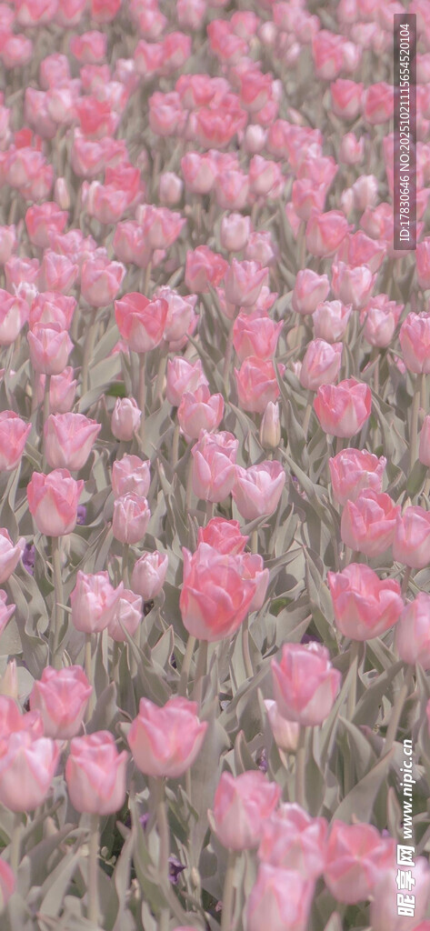 粉色郁金香花海烂漫绽放