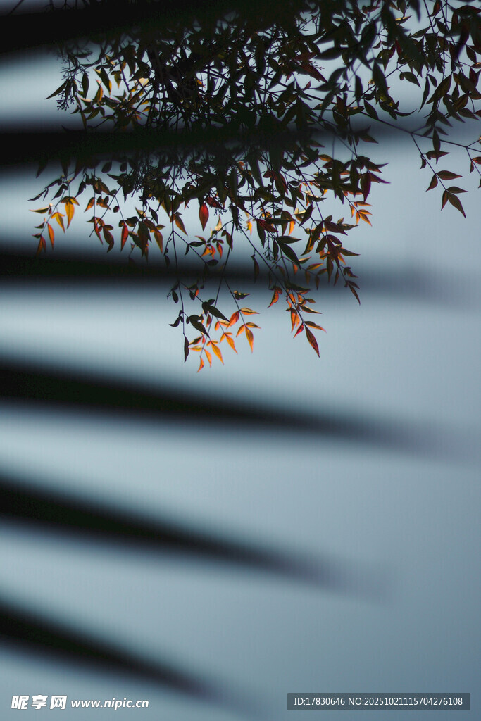 枝头秋叶映于水面