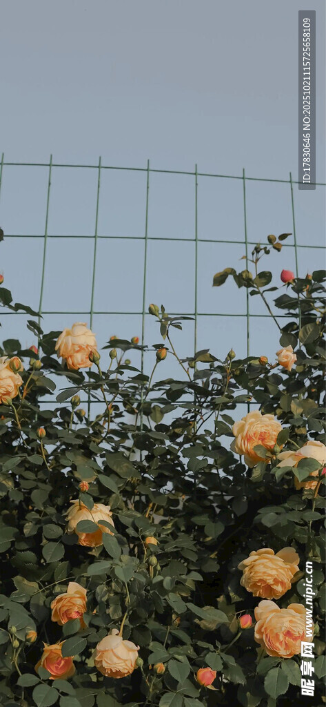 栅栏旁盛开的橙色花朵