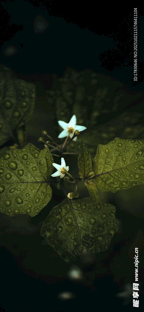 夜中闪烁的梦幻萤火虫