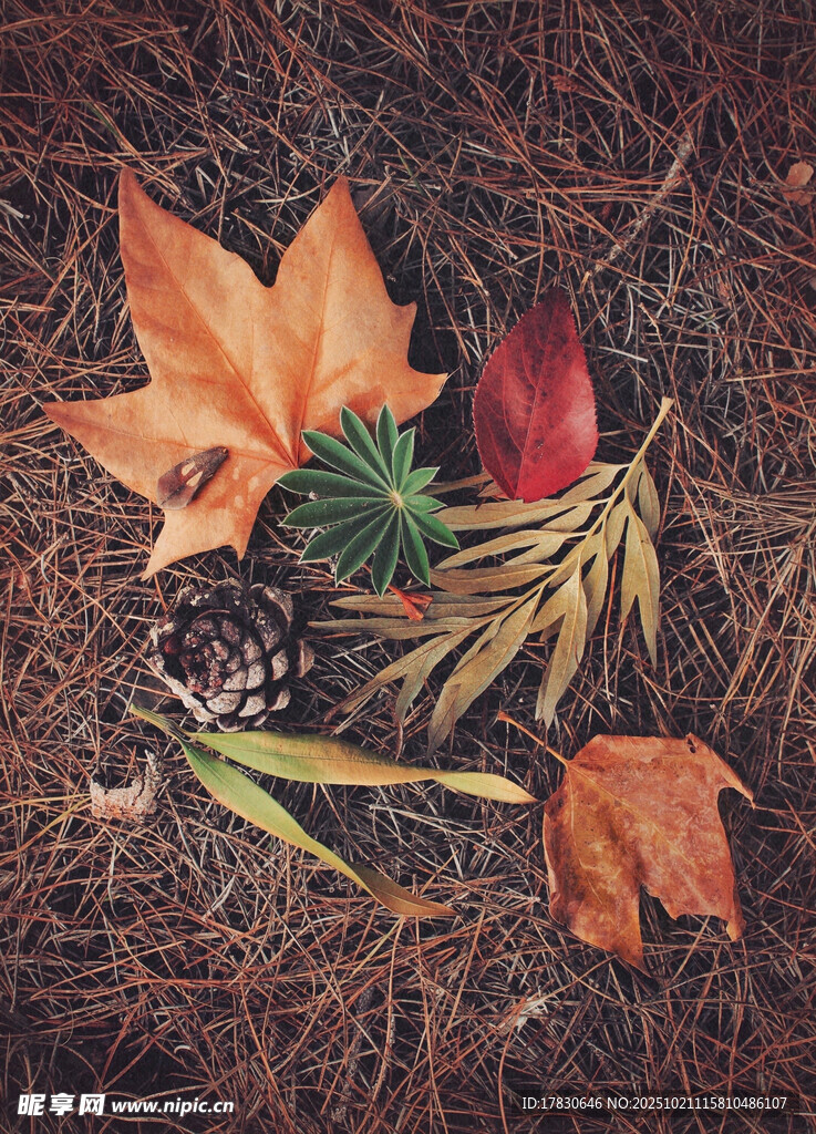秋日落叶松果自然景象
