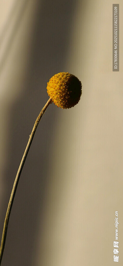 单枝黄色绒球花特写