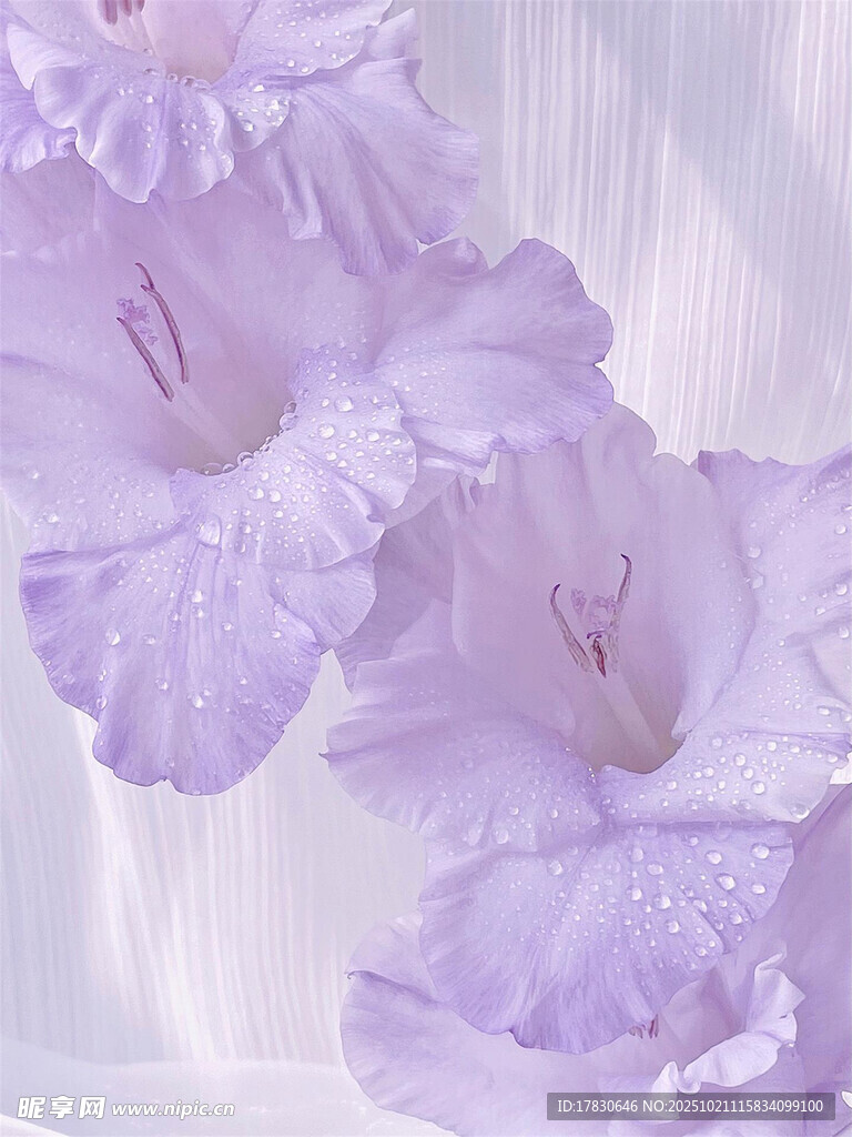 淡紫色优雅绽放的花朵