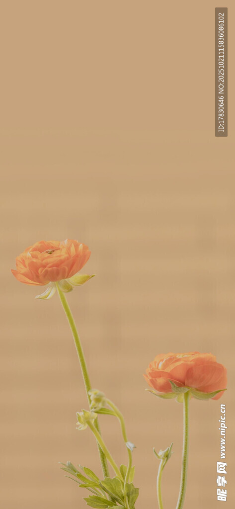 三朵橙色毛茛花特写