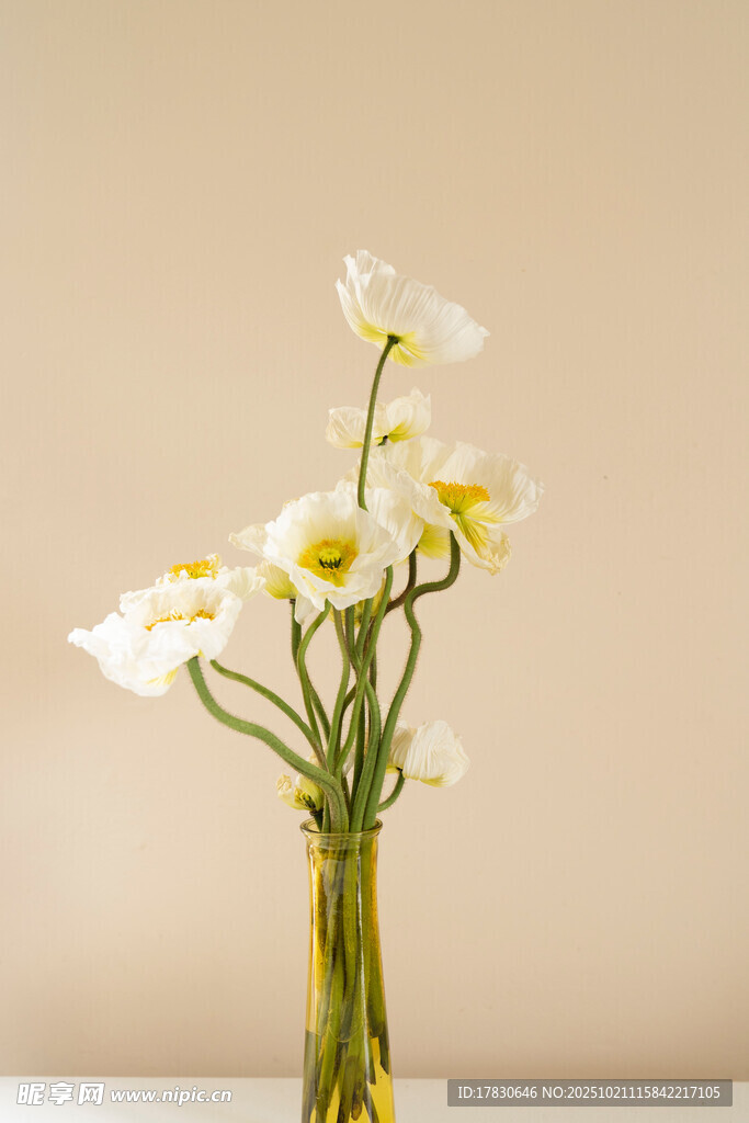 花瓶中绽放的清新小白菊