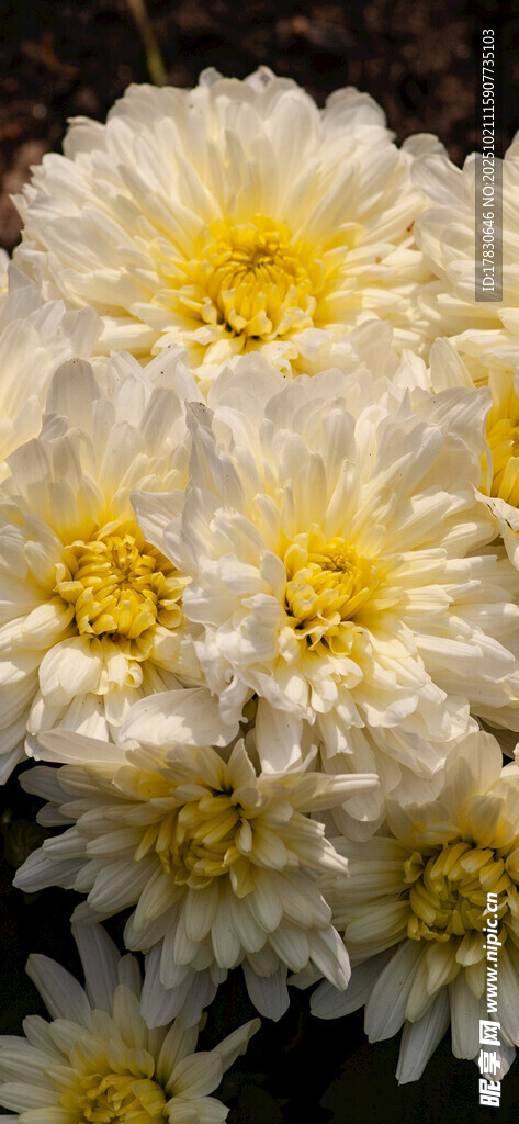白色菊花绽放