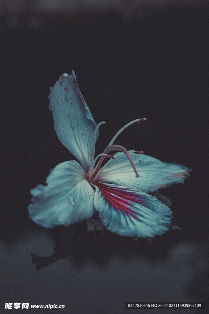 梦幻蓝蝶水中独绽风姿