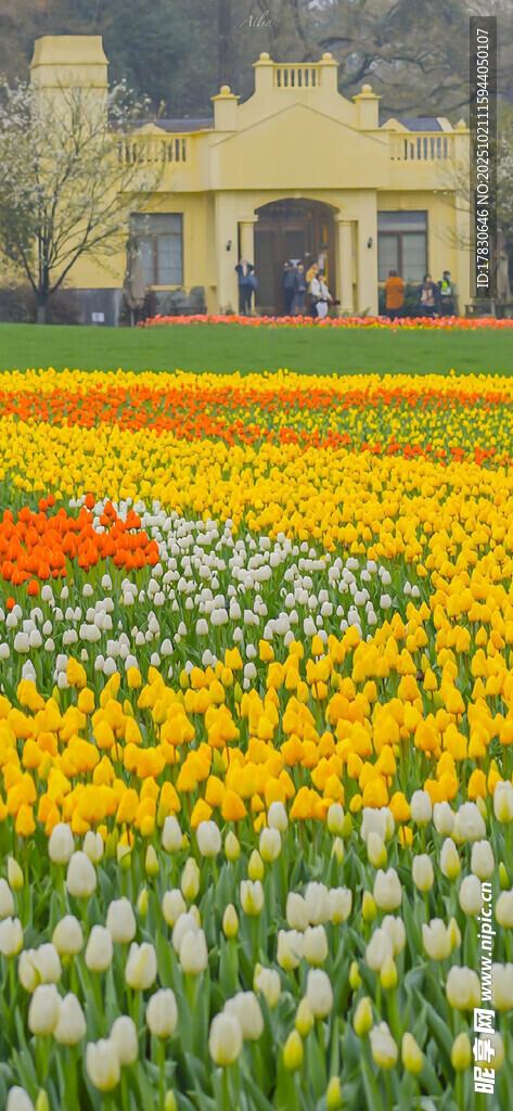 多彩郁金香花海景观