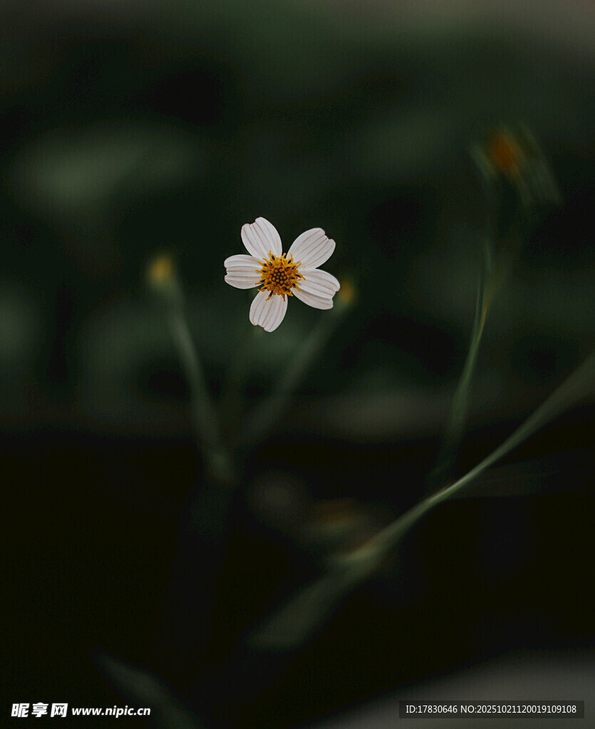 单朵小白花特写