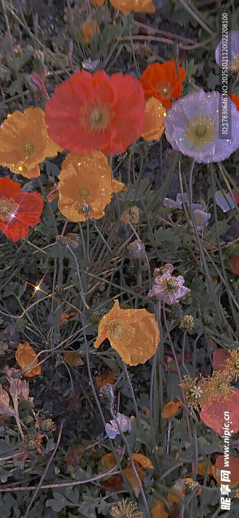 多彩花卉特写